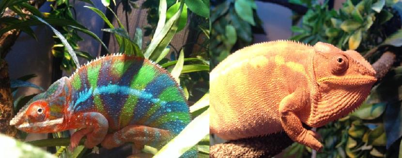 Ambilobe Panther Chameleon Babies For Sale– Roberson Reptiles